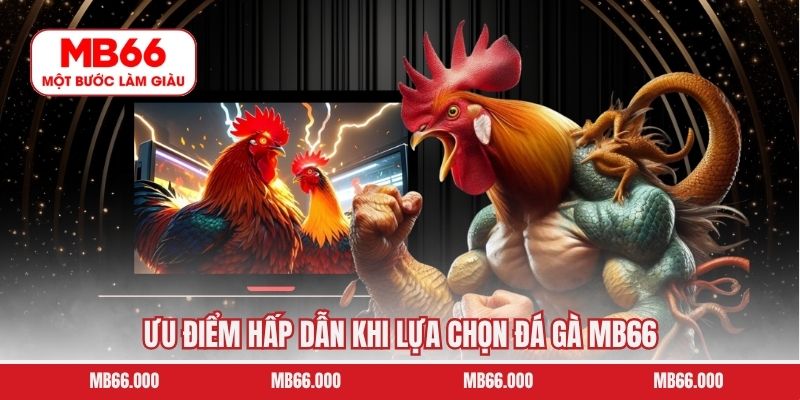 Ưu điểm hấp dẫn khi lựa chọn đá gà MB66 