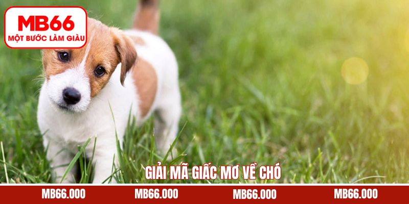 Ý nghĩa cùng điềm báo khi chiêm bao thấy chó