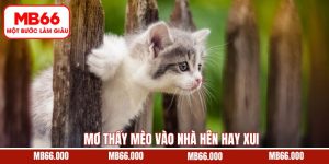 Mơ Thấy Mèo Vào Nhà Hên Hay Xui - Giải Mã Chi Tiết Cùng MB66