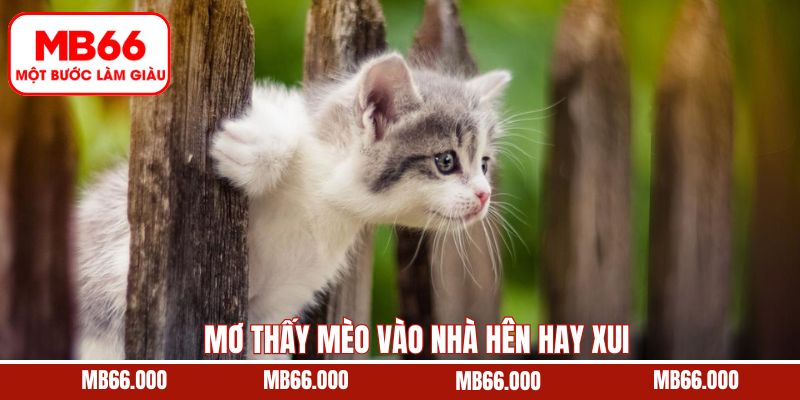 Mơ Thấy Mèo Vào Nhà Hên Hay Xui - Giải Mã Chi Tiết Cùng MB66 7 Mơ Thấy Mèo Vào Nhà Hên Hay Xui - Giải Mã Chi Tiết Cùng MB66