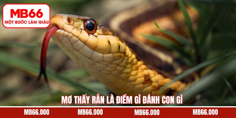 Giải Mã Cùng MB66 Mơ Thấy Người Chết Sống Lại Ý Nghĩa Gì? 12 Mơ Thấy Rắn Là Điềm Gì Đánh Con Gì – Giải Mã Chi Tiết MB66