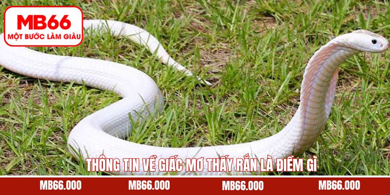 Mơ Thấy Tiền 500 Điềm Báo Tốt Hay Xấu - Cùng Mb66 Giải Mã 8 Đôi nét khi mơ thấy rắn là điềm gì đánh con gì