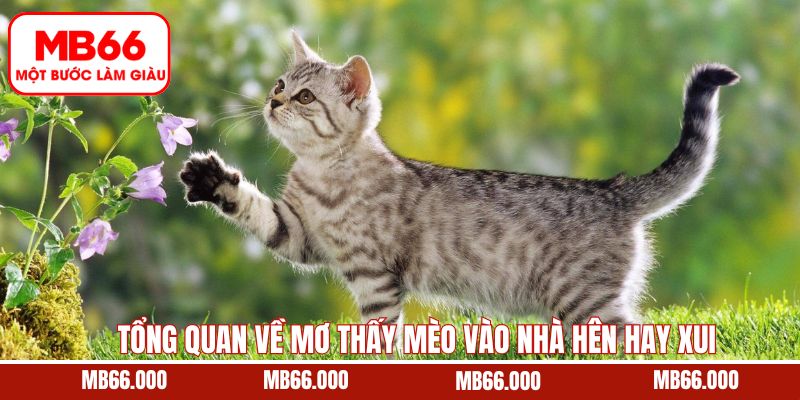 Giải Mã Cùng MB66 Mơ Thấy Người Chết Sống Lại Ý Nghĩa Gì? 8 Tổng quan về giấc mơ thấy mèo vào trong nhà