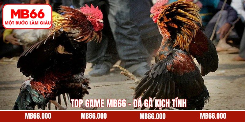 Top game MB66 chọi kê với hàng ngàn màn so tài đỉnh cao