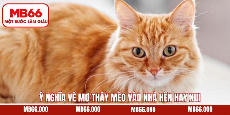 Giải Mã Cùng MB66 Mơ Thấy Người Chết Sống Lại Ý Nghĩa Gì? 9 Giải mã mơ thấy mèo vào nhà hên hay xui